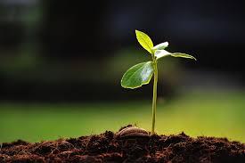 Chakra Coaching: Understanding the First Chakra – Root